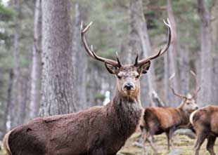 Deer at Alvie