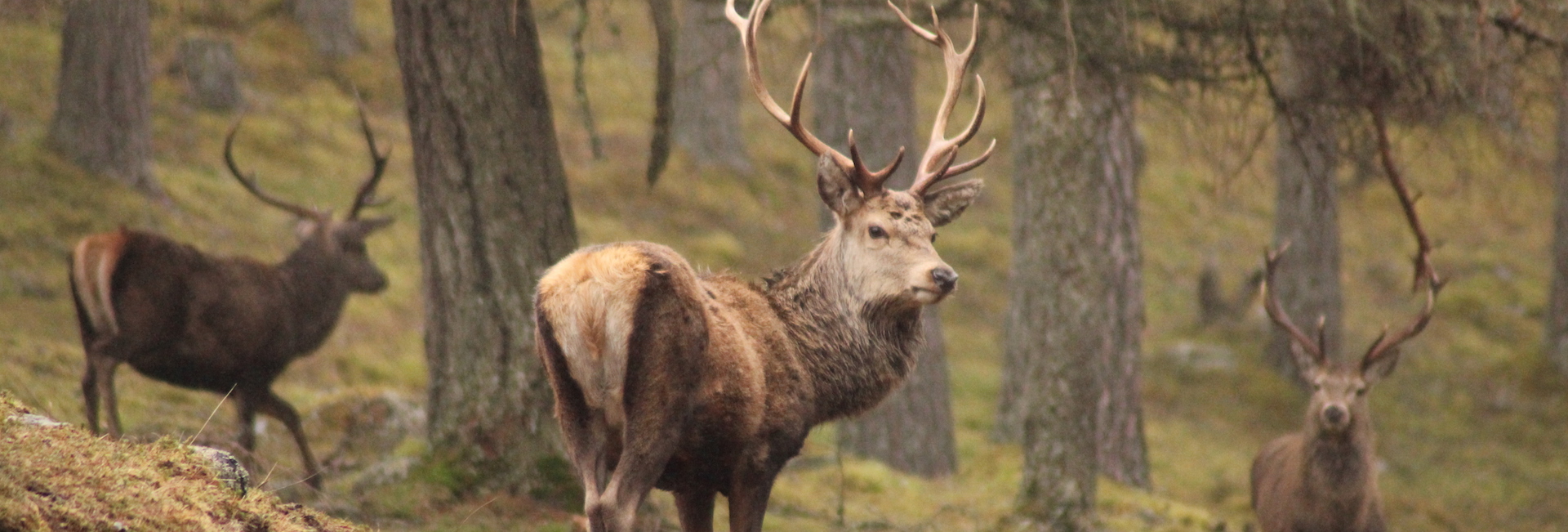 Stag on Alvie