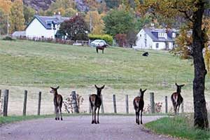 Alvie Estate