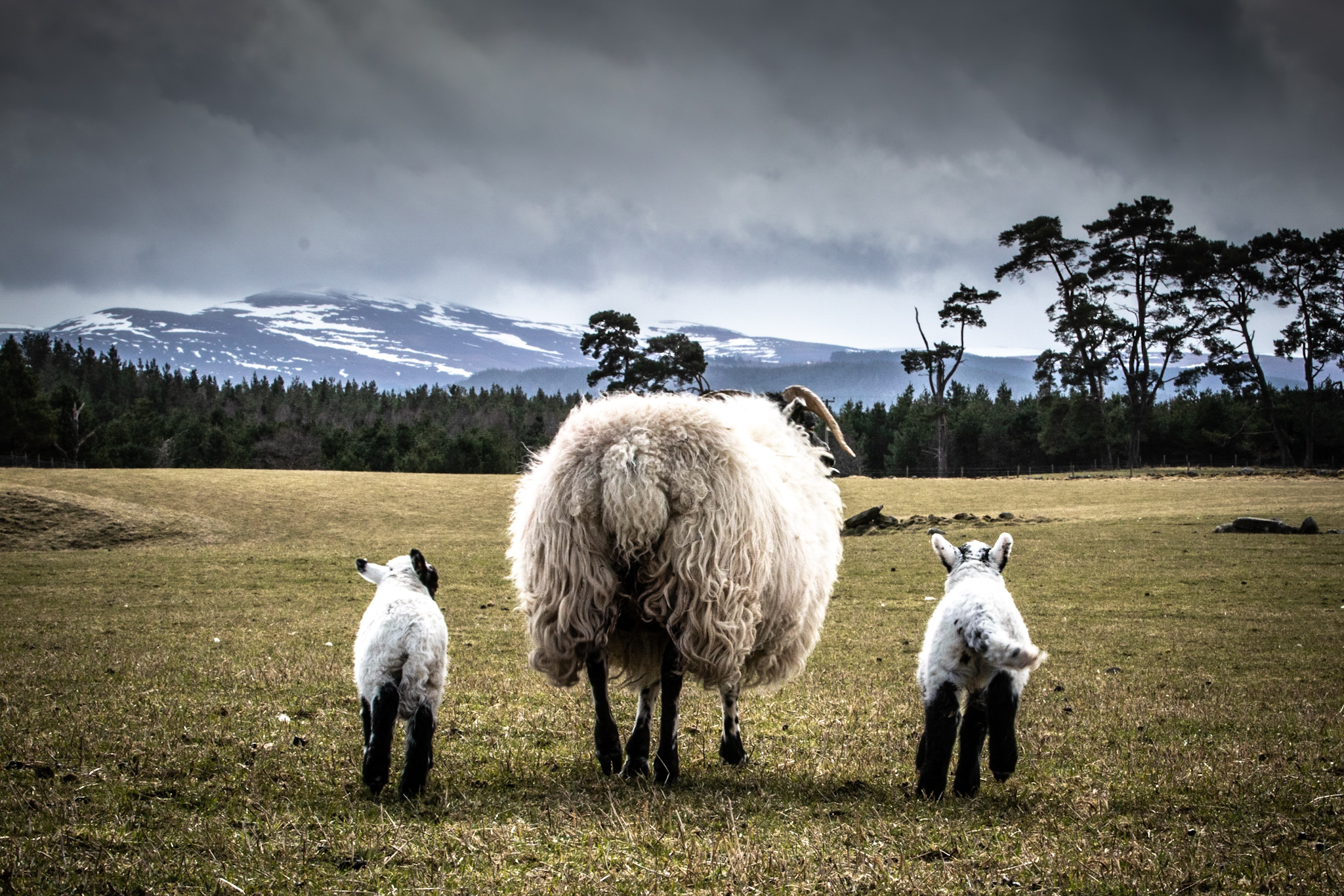 Farm Tours on Highland Agritourism estate Sheep and Lambs